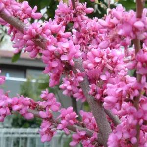 향수묘목농원 굵은 가지에 바로 피는 연분홍꽃의 박태기나무 3년생분묘 개화주