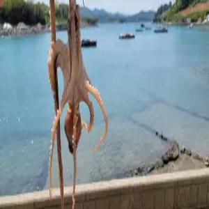 국산 횟감용 산낙지 2미 250g내외