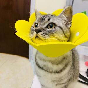 귀여운 꽃 모양 고양이 회복 칼라 조정 가능한 엘리자베스 강아지 새끼 물림 방지 치유 보호