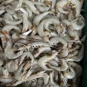 신선한 자연산 생물 중하새우 1kg  100미