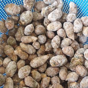 창원진동  육수용 냉동 오만둥이 5kg