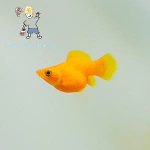 [힘찬열대어] 오렌지 풍선몰리 5마리