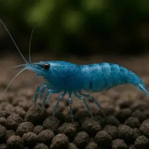 블루벨벳 새우 5마리