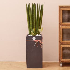 대형 스투키 모던라인 2호 다육식물 실내공기정화식물 개업화분