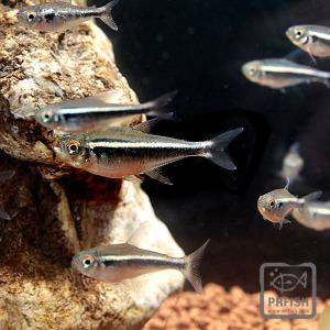 관상어 열대어 수초어항 / 블랙 네온테트라 10마리 / 안전포장무료 사착보상