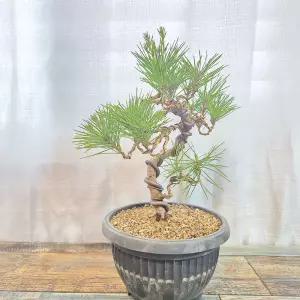 해송 소나무 분재 7년생 정원수 조경수 나무 묘목 키우기