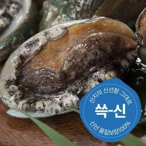 [바다자리] 완도 활전복 특대사이즈 1kg (10-11미) / 신선한 산지직송
