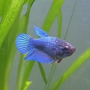 [신세계수족관] 베일베타 암컷 (색상미요구시 랜덤발송)