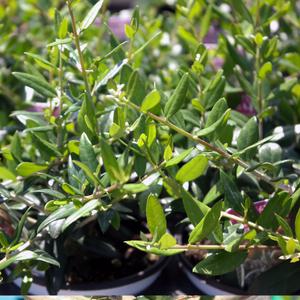 이삭 올리브나무 모종 2개세트- 신이주신선물 올리브기름과피클