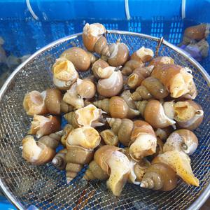 동해안 묵호항 당일조업 자연산 활 백골뱅이 백고동 소중1kg (35미~45미내외)