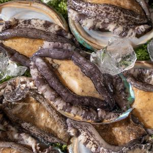 당일수확 완도 활전복 1kg 특대 횟감 구이용 꼬마 실속형 참전복