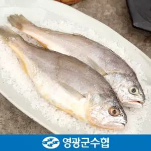 [1+1] 영광군수협 법성포 국내산 굴비 지퍼백포장 20마리x2세트 총 40마리) 모음전