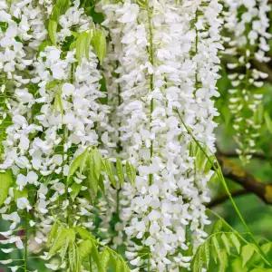 [충북농원] 신품종 안라사 등나무 묘목 - 1년생/접목묘