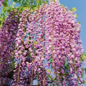 [충북농원] 아지 등나무 묘목 - 1년생/접목묘