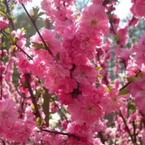 매화 꽃 나무 묘목 옥매화 묘목 2년생