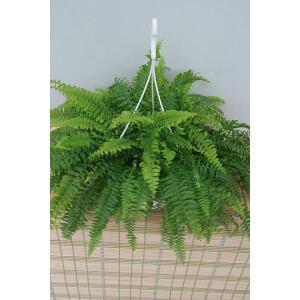 보스턴고사리 화분 공기정화식물 인테리어 식물 화초 난 선인장 소나무길 199