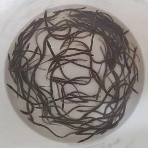 국내산 민물장어 치어 15-20급 구로꾸 자포니카 명품장어 생먹이자루