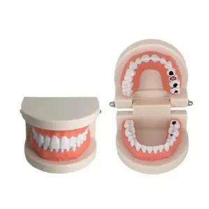 교육용 기본 치아 이빨 치과 충치 모형 과학교구 생물