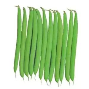 그린빈스 풋 강남콩 채소 씨앗 씨 종자 품종 콩 10g WA419CA