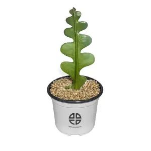 식물 관찰 실험용 피쉬본 선인장키우기 재배기 DIY키트 취미 화단만들기 화분키우기 가정용 새싹키우기 미