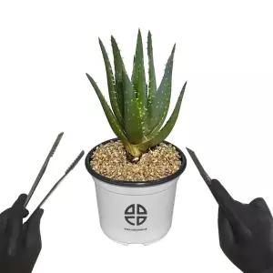 관찰 실험용 알로에 선인장 자르기 키트식물키우기 재배기 DIY 취미 화단만들기 화분키우기 가정용 새싹키