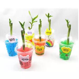 10개세트 공공기관 식목일행사 화분키트 개운죽키트 식물DIY 미니텃밭