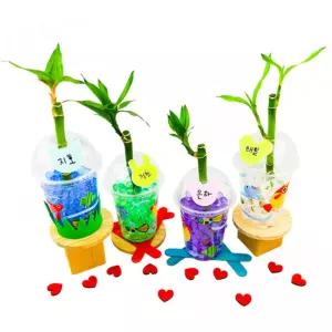 4인용 문화회관 문화센터 어르신수업 식물키우기 개운죽키트 식물키트