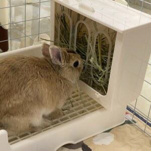 건초렉 애완토끼 먹이통 용품 디스펜서 건초랙 상자가있는 걸이용 음식 먹이