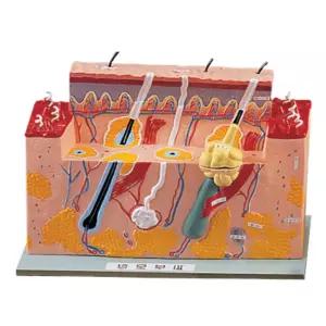 학교 피부과 간편설명 피부단면 모형 선생님 의과대학 생물실