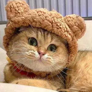 따뜻하고 부드러운 소재의 반려동물 곰돌이 뽀글이 모자