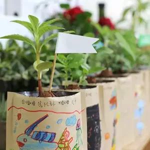 채소 꽃 키우기 화분 씨앗 배양토 세트 키우기쉬운식물 집들이선물