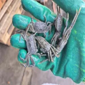 국산 칠게 생물 1kg