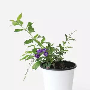 마이플랜트 발렌타인 자스민 중형 1개 야생화 꽃모종 보라색꽃 자스민 인테리어식물