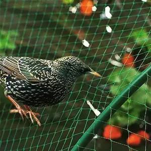 그물망 그물망 새 망 보호 농작물 방조망 방조망 새그물망 참새그물망 조류그물망 작물그물망 2x5m