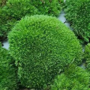 [골드스마일]덩쿨 넝쿨 생 빵 분경 이끼 식물 분재 비단 석부작