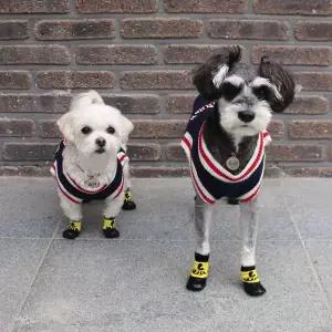 [에이치플러스몰]강아지 방수 양말 겸 신발/3color 애견 소형견 산책용