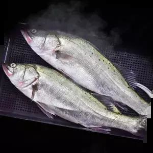 반건조생선 국내산 반건조 민어 특대 5미 제수용 말린 생선 요리