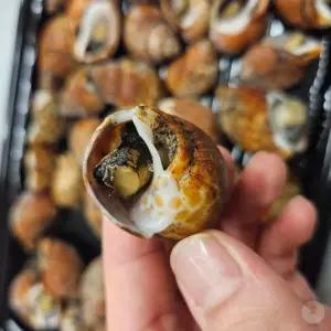 자숙 범고동 500G X 4개 소라 살 우렁이