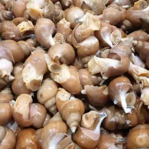 자연산 활 백골뱅이 1KG 소 X 4개 생물 참소라 살