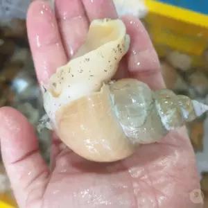 자연산 활 백골뱅이 1KG 대 X 2개 탕 살 생물