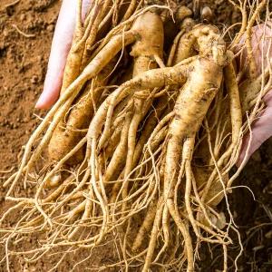 금산 인삼 난발삼 중 375g 5년근 뿌리많은삼 진공포장 인삼차 국산 국내산 삼 수삼 난발삼