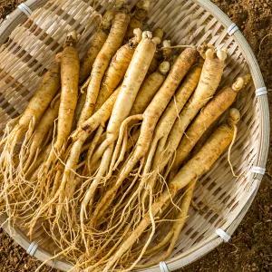 금산 인삼 삼계용 수삼 소 375g 5년근 진공포장 인삼차 잔뿌리삼 국산 국내산 삼 수삼 난발삼