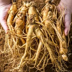 금산인삼 난발삼 중 750g 5년근 한채 뿌리많은삼 진공포장 차 삼 수삼