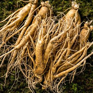 금산인삼 난발삼 대 한채 5년근 수삼 750g 뿌리많은삼 진공포장 차 삼 밭에서 갓 캔 모습 그대로
