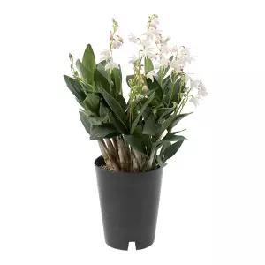 갑조네 긴기아난(중품) 공기정화식물 인테리어 식물