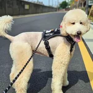 아틀라스 대형견 중형견 하네스 가슴줄 앞섬방지 진돗개 리트리버 H형 M