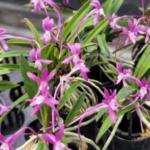 [금비농원] 자야/부귀란/풍란색화/석부작/목부작/공기정화식물/소엽풍란