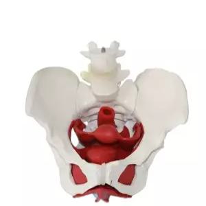 교육용 인간 해부학 모형 근육 신체 인체 피규어 과학 교구