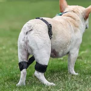 강아지 고관절 보호대 S 반려견보조기 강아지다리교정 고관절보호대