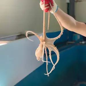 횟감용 산낙지 600g내외(3미) 대~특대